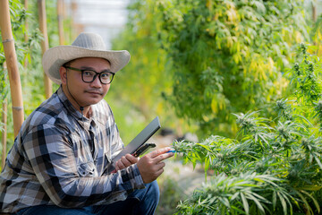 A professional researcher looks at a CBD cannabis plant on a cannabis field with a magnifying glass. They are taking notes on the tablet.