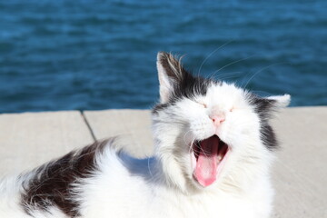 white and black cat yawning