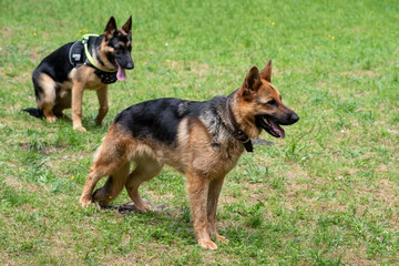 Two service German shepherds with their tongues hanging out against the background of green grass