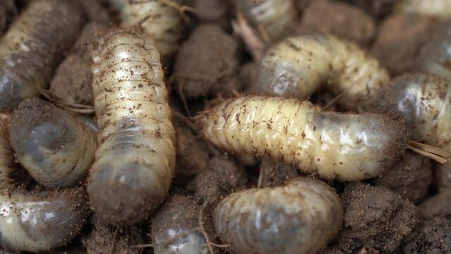 Close Up Shot of Rose Chafer Larvae Found in Compost Heaps and Organic Rich Soil
