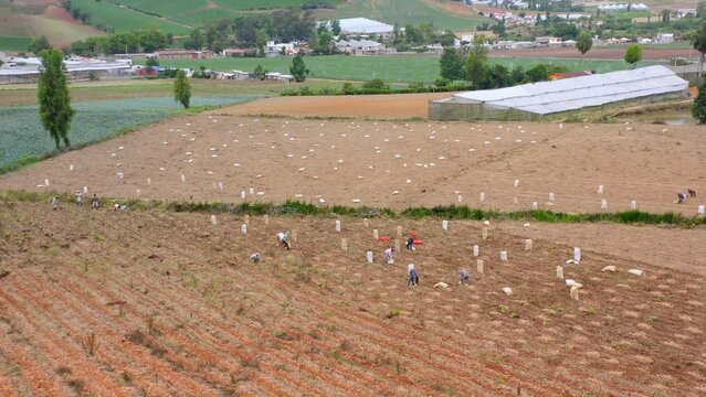 Aerial forward view over people working at harvest in Constanza farm, Dominican Republic