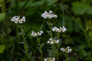 Noccaea montana growing in meadow, close up 
