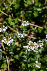 Noccaea montana in meadow, close up shoot