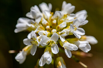 Noccaea montana in meadow, macro	