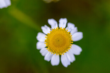 Obraz premium Matricaria chamomilla in meadow