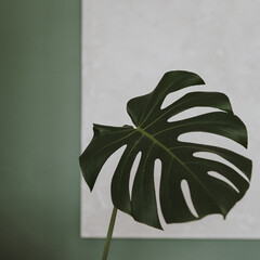 Green monstera palm plant leaf