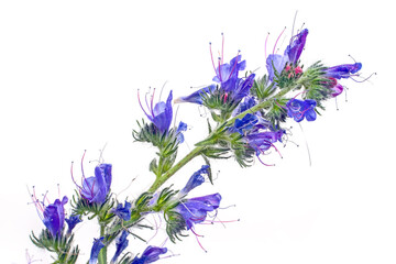 Obraz premium Blue wildflower on a white background.
