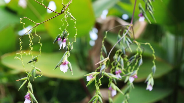 Dxk Water canna bān s̄wyngām. The bent alligator-flag, arrowroot, or Swamp Lily (Thalia geniculata L.) Phwngdxkmị̂ s̄ī m̀wng x̀xnk̄h nād lĕk thī̀ mī phụ̄̂n h̄lạng belx tām ṭhrrmchāti. Selective focus 