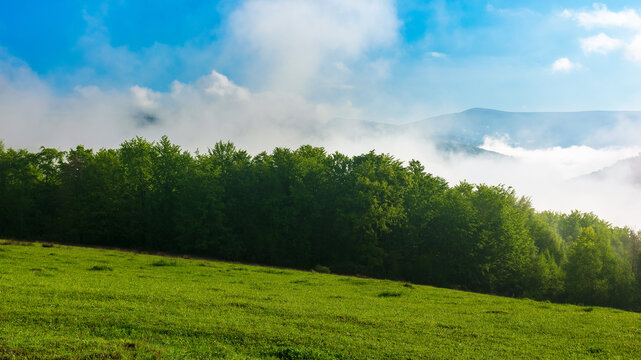 green and blue landscape in mountains. grassy meadow and forest on the hill. fog in the valley and clouds on the sky. peaceful sunny morning in transcarpathia