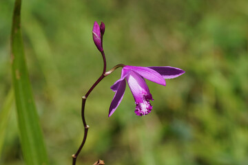 Close up Chinese ground orchid (Bletilla striata, Bletilla hyacinthina). Orchid family...