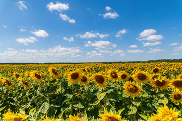 Ein Sonnenblumenfeld bei schönstem Wetter