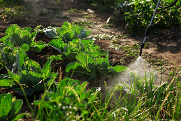 A poison sprayer with a telescopic tube sprays the spray onto the cabbage. Agriculture, gardening, vegetable garden