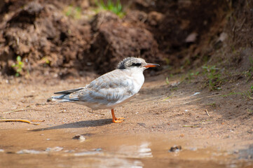 A chick of a seagull with a gray fluffy crest sits perched on the sand