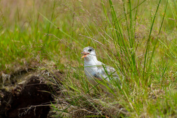 An adult gull peeks out of the thick tall grass and looks towards the camera