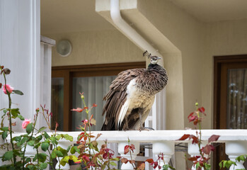 A graceful peacock sits on the balcony railing among blooming roses. Close-up. Crimea.