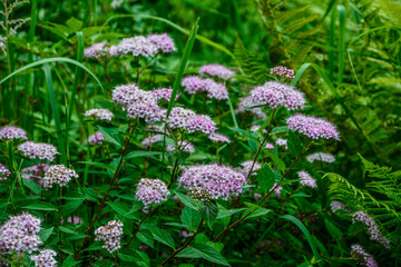 Blooming Spiraea japonica 'anthony waterer in the summer garden.