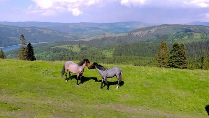 Horses on top of the mountain aerial shoot
