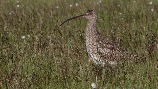 Eurasian Curlew close-up standing among tall grass blowing in the wind