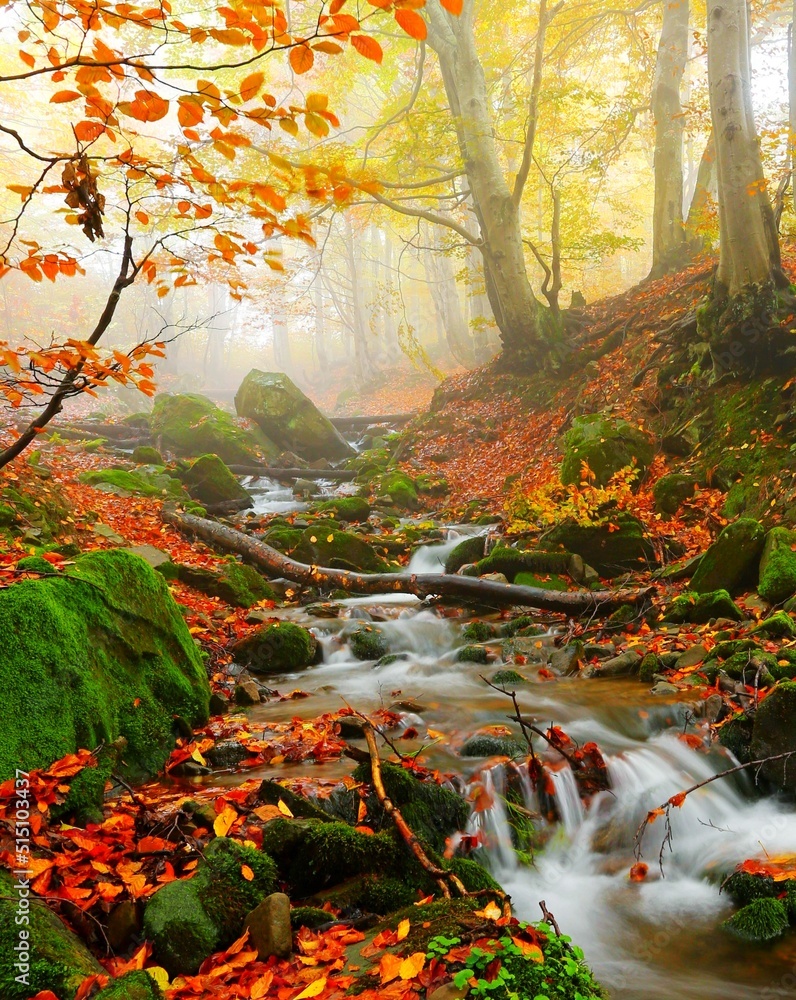 Wall mural awesome autumn forest scenery, perfect autumn morning dawn, nature colorful background