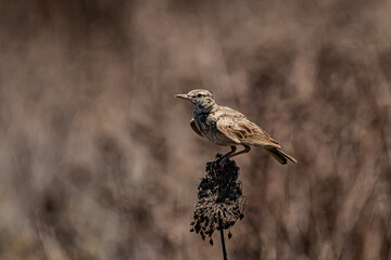 small grey bird field lark
