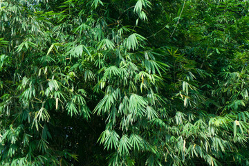 very dense green bamboo leaves