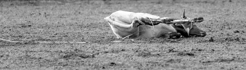 Calf On Ground During Event At Country Rodeo