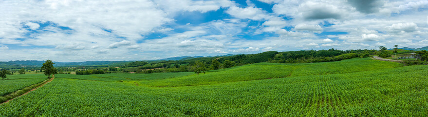 Beautigul corn field breen corn field on fluffy clouds blue sky, Corn plants on hill a little valley fresh air in morning.