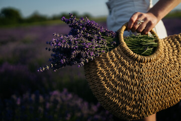 Lavender in a basket. Basket with lavender flowers. Wicker basket of freshly cut lavender flowers a field of lavender bushes. The concept of spa, aromatherapy, cosmetology. Soft selective focus.