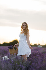 Girl in a lavender field. Woman in a field of lavender flowers at sunset in a white dress. France, Provence.