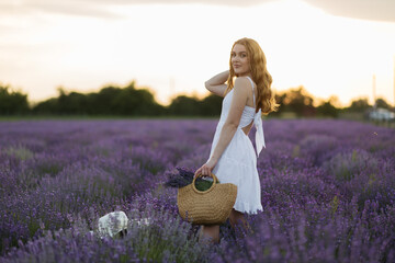 Girl in a lavender field. Woman in a field of lavender flowers at sunset in a white dress. France,...