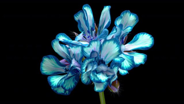 Timelapse of beautiful blue flower blooming on black background. Blooming geranium flower close-up