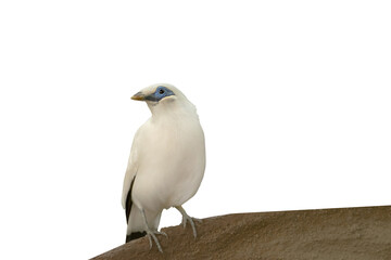 bali myna isolated on white background