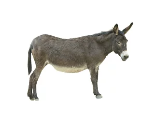 Fotobehang donkey isolated on white background © fotomaster