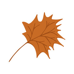 autumn botanical illustration maple leaf
