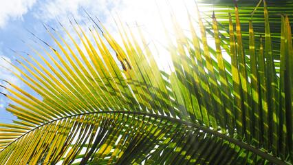 palm tree with leaves on the background of the sky and the light shines through copy space