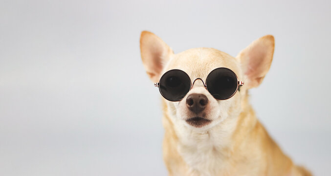 brown chihuahua dog wearing sunglasses sitting  on white  background with copy space. summer traveling concept.