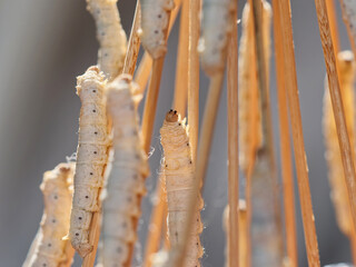 Close up of mature silk worms on twig, waiting to cocoon, body looks transparent in sun light backlit.