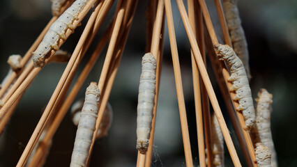 Close up of mature silk worms on twig, waiting to cocoon.