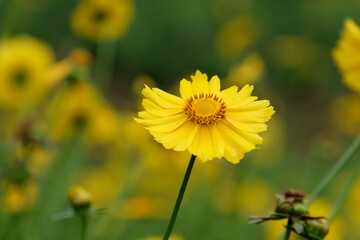 Closeup of yellow Cosmos flower on blurred green background under sunlight with copy space using as background natural flora landscape, ecology cover page concept.