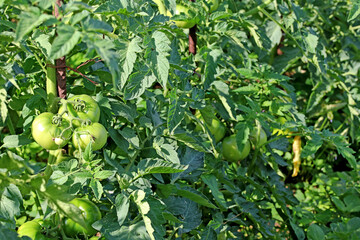 Green tomatoes on their branch. Eco food concept