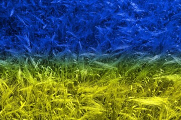 Toned photo of a wheat field in the national colors of the flag of Ukraine, blue and yellow