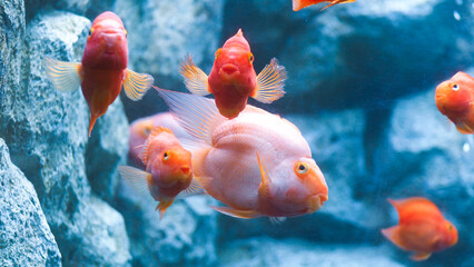 Blood parrot cichlid (Amphilophus citrinellus x Paraneetroplus synspilus) white fish swimming in an...