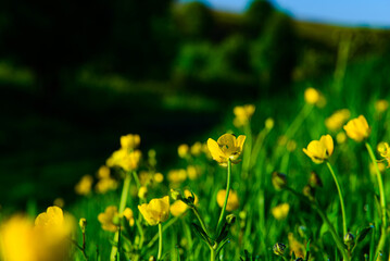 yellow flowers in the grass