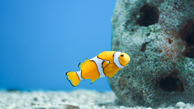 Clownfish (Amphiprioninae) swimming in an aquarium 