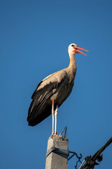 Tired stork with long red beak resting on the pole