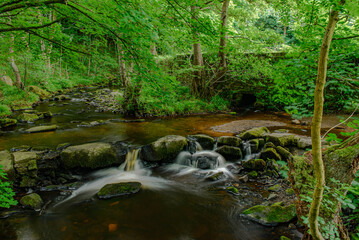 stream in the forest