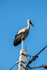 Tired stork with long red beak resting on the pole