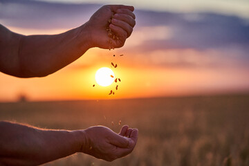 Farmer checking to see if the wheat is ripe