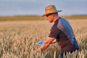 Farmer with a tablet in a wheat field