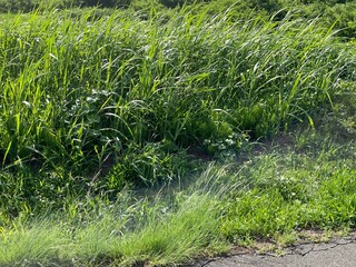 Plants swaying in the wind